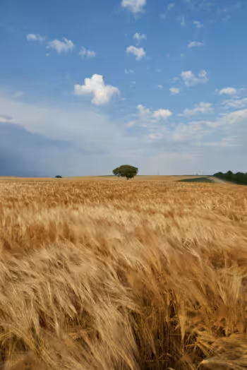 pexels-merictuna-30556732 Agrarhandel Pricing Vertrieb Digitalisierung Preismanagement Agribusiness Agrobusiness Agri-Food-Wertschöpfungskette